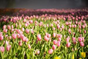 Beautiful tulip field photo