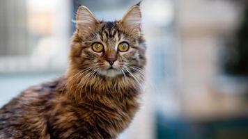 retrato de primer plano de un gato doméstico de rayas grises.imagen para clínicas veterinarias, sitios sobre gatos, para comida para gatos.