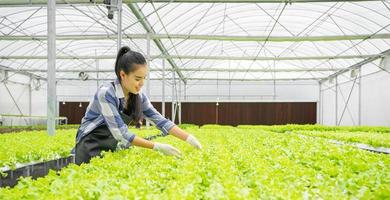 People growing vegetable in hydroponic agriculture farm for fresh healthy organic food. Young female Asian woman happy plant and harvest green lettuce in greenhouse. Water control salad plantation. photo