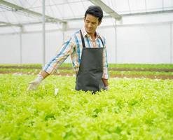hombre asiático cultivando lechuga vegetal en invernadero hidropónico pequeña granja agrícola. propietario de jardinería masculino produce con orgullo ensalada saludable de plantación orgánica, comida vegetariana en jardín urbano