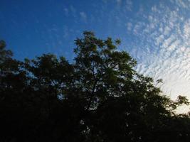 cielo azul y silueta de árboles durante el día en karachi pakistán 2022 foto