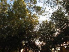 Blue Sky and Silhouette Of Trees During Day In Karachi Pakistan 2022 photo