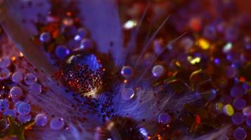 Close-up Of water drop with glitter on it in different colorful loghts in Karachi Pakistan 2022 photo