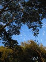 cielo azul y silueta de árboles durante el día en karachi pakistán 2022 foto