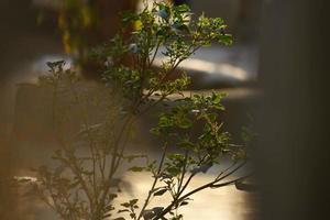 rayos de sol a través de plantas en jardines al aire libre en karachi pakistán 2022 foto