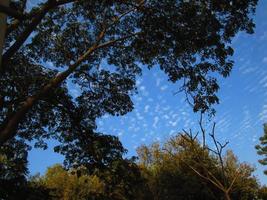 cielo azul y silueta de árboles durante el día en karachi pakistán 2022 foto