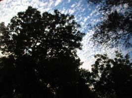 cielo azul y silueta de árboles durante el día en karachi pakistán 2022 foto