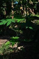 papaya leaves on the tree are still small photo