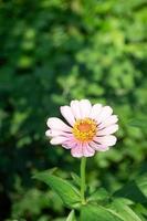 zinnias blooming in the garden. This flower has a very thin and stiff flower crown similar to a sheet of paper. Zinia consists of 20 species of plants photo