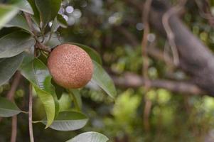 sapodilla fruit on the tree photo
