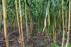 old corn stalks and starting to turn yellow photo