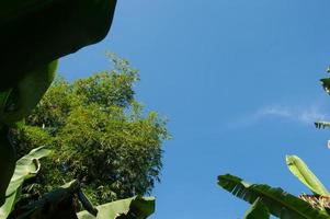 silhouette of a banana leaf against a bright blue sky background photo