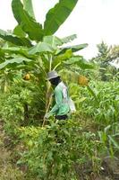 view of a corn field being sprayed with fertilizer by farmers photo