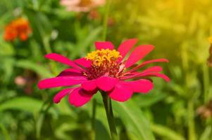 zinnias blooming in the garden. This flower has a very thin and stiff flower crown similar to a sheet of paper. Zinia consists of 20 species of plants photo