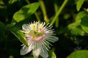 Passiflora foetida flower in bloom photo