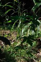 papaya leaves on the tree are still small photo