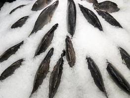 Group of the fresh tilapia fish are displayed on the crushed ice. photo
