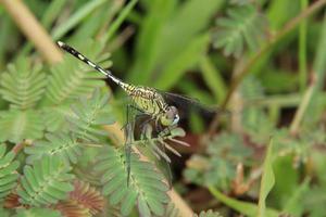 Blue Percher Dragonfly on a branch edge photo