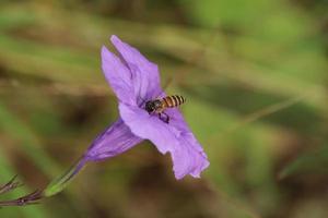 Tropical bee feeding on or pollinating a flower photo