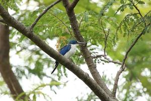 Collared Kingfisher up on a tree photo