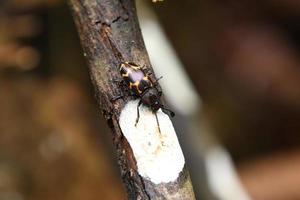 escarabajo de hongos agradable en un tronco de árbol de madera foto