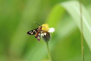 Hubner Wasp Moth on a leaf photo