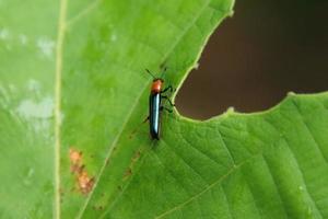 Lizard Beetle on a leaf photo