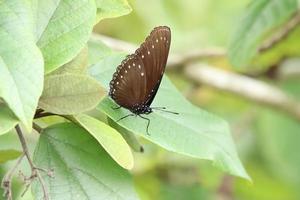 Malayan Eggfly butterfly in a park photo