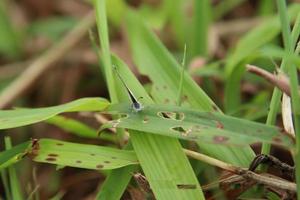 Small Tiny Grass Blue Butterfly photo