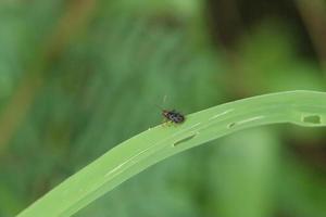 pequeño insecto en una hoja en un parque foto