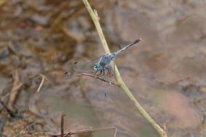 Blue Percher Dragonfly on a branch edge photo