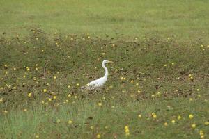 White intermediate egret in a paddy field photo