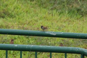 Paddy field pipit bird in the grass photo