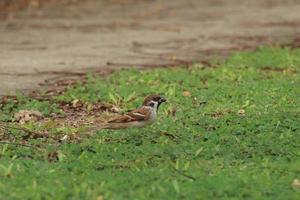 Eurasian Tree Sparrow on the ground photo