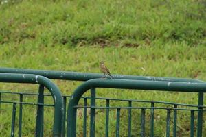 Paddy field pipit bird in the grass photo