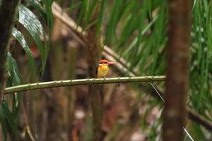 Oriental Dwarf Kingfisher looking for prey photo