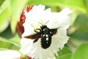 Broad Handed Carpenter Bee on a white Flower photo