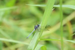 Slender Blue Skimmer Dragonfly on a blade of grass photo