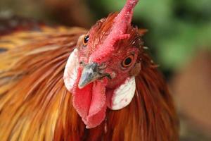 pollo rojo de las aves de la jungla mirando a la cámara foto