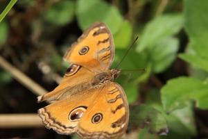 mariposa del pensamiento del pavo real en una brizna de hierba foto