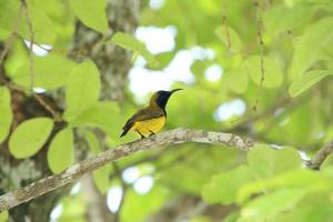 Pájaro solar con respaldo de oliva en la rama de un árbol foto