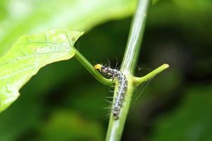 oruga alimentándose de una hoja foto