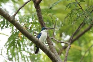 Collared Kingfisher up on a tree photo