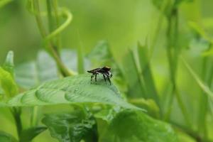 Jumping Spider on a leaf photo