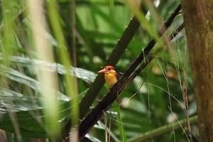 Oriental Dwarf Kingfisher looking for prey photo