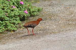 Red Legged Crake on the ground photo