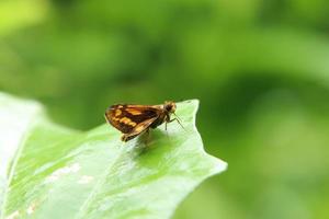 mariposas en una hoja mirando al espacio foto