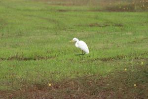 White intermediate egret in a paddy field photo