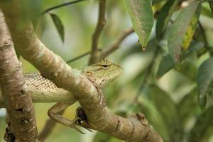 Changeable Lizard on a tree branch photo