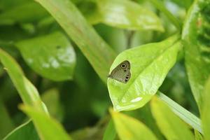 mariposas en una hoja mirando al espacio foto